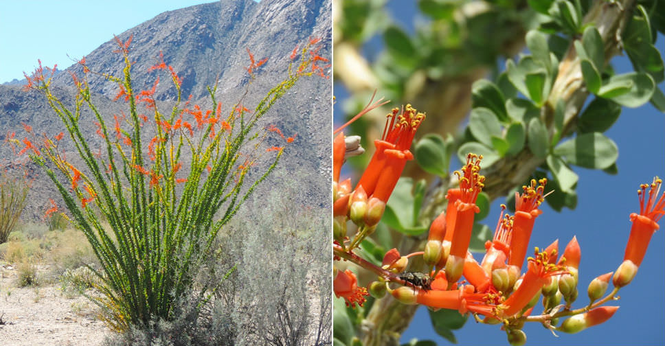 Fouquieria splendens (Ocotillo) World of Succulents
