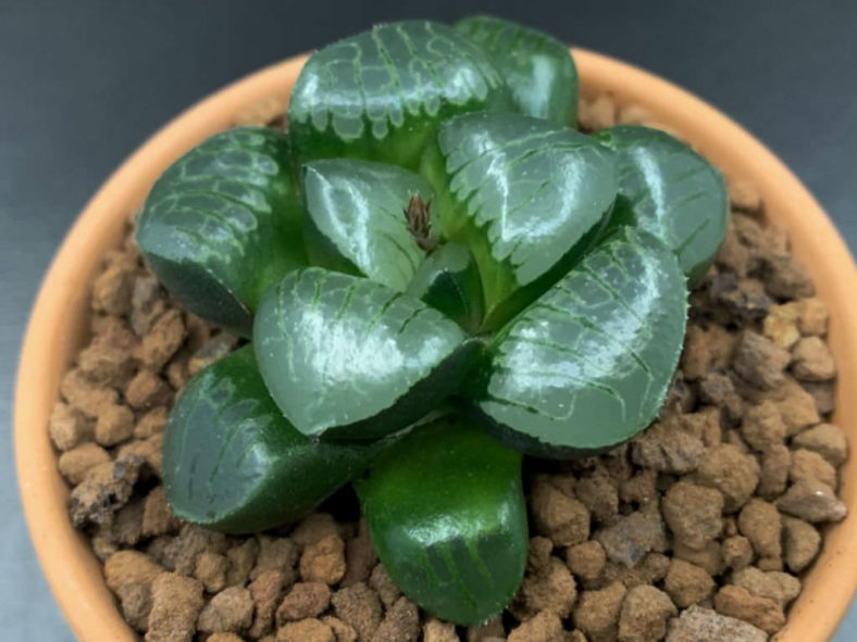 Haworthia 'Tropical Night'