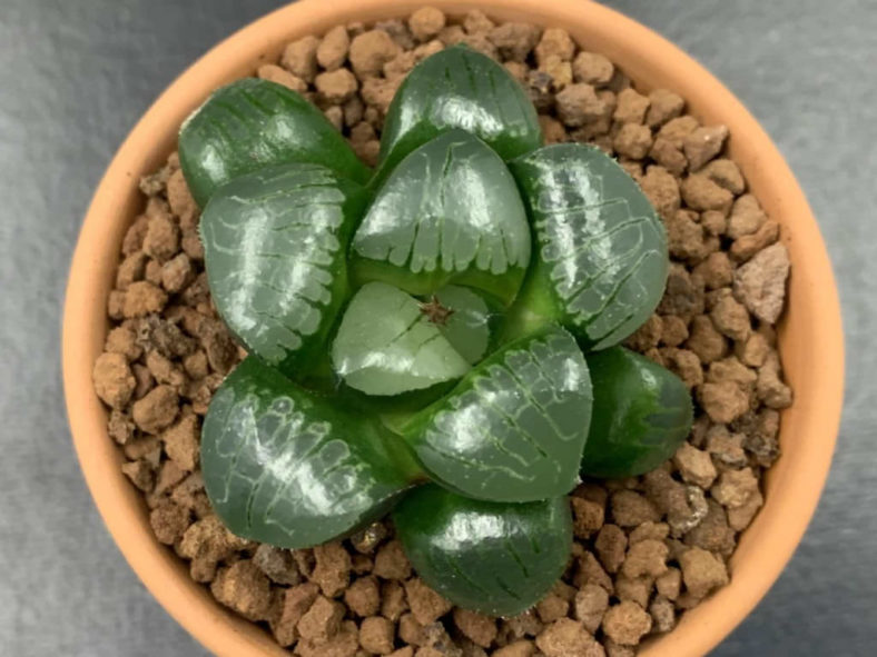 Haworthia 'Tropical Night'