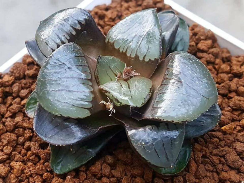 Haworthia 'Tropical Night'