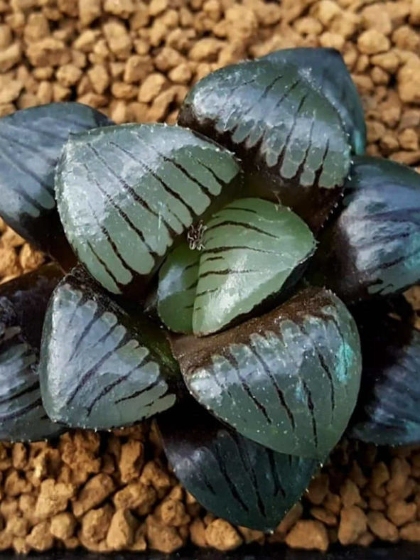 Haworthia 'Tropical Night'