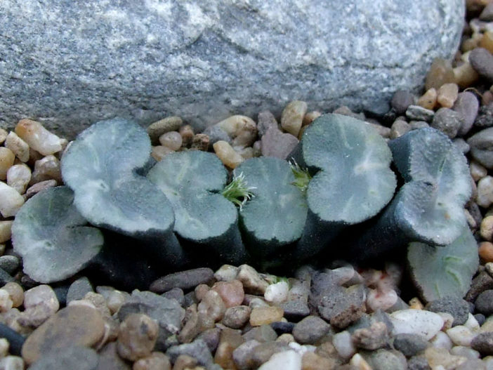 Haworthia truncata f. crassa