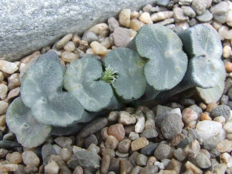 Haworthia truncata f. crassa