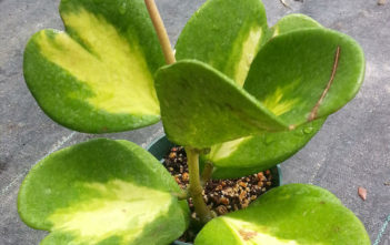 Hoya kerrii 'Reverse Variegata' Hoya kerrii 'Reverse Variegata'
