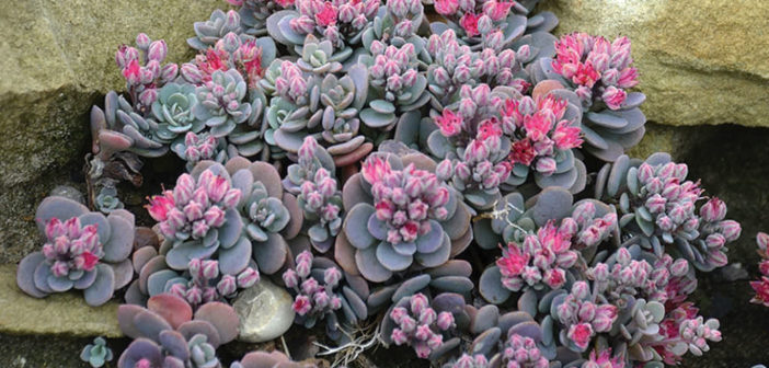Hylostachys 'Blue Elf' - World of Succulents