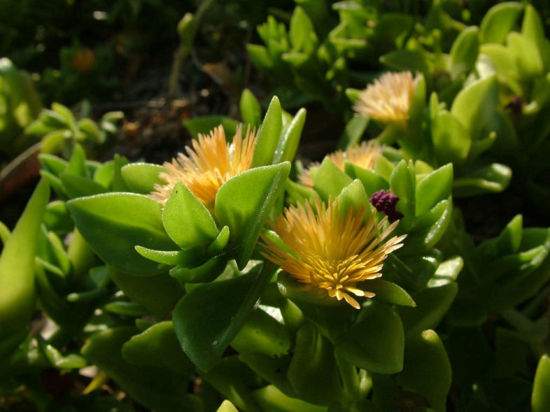 Mesembryanthemum haeckelianum (Yellow Sunrose) aka Aptenia haeckeliana or Platythyra haeckeliana