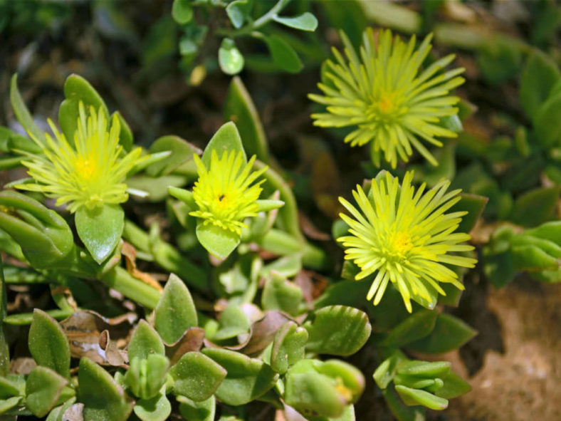 Mesembryanthemum haeckelianum (Yellow Sunrose) aka Aptenia haeckeliana or Platythyra haeckeliana