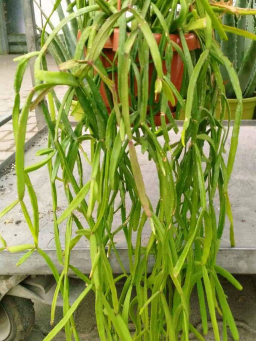 Rhipsalis trigona (Mistletoe Cactus) - World of Succulents