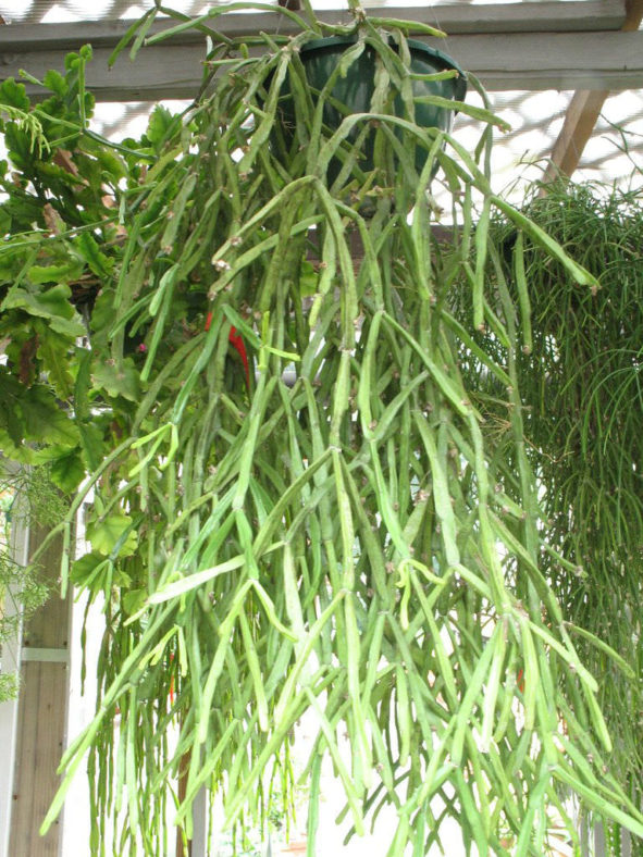 Rhipsalis trigona (Mistletoe Cactus)