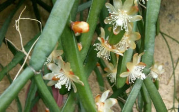Rhipsalis trigona (Mistletoe Cactus) Rhipsalis trigona (Mistletoe Cactus)