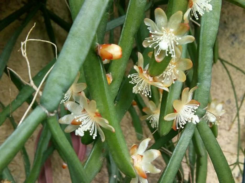 Rhipsalis trigona (Mistletoe Cactus) World of Succulents