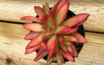 Sedum adolphi 'Firestorm'