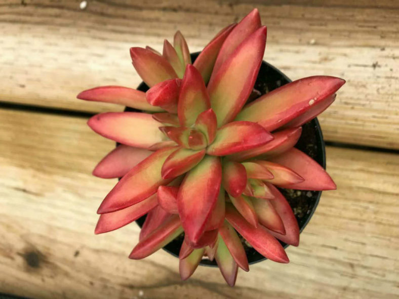 Sedum Adolphii Firestorm Succulent Plant - Rooted In 2" Planter, Indoor/Outdoor Decor