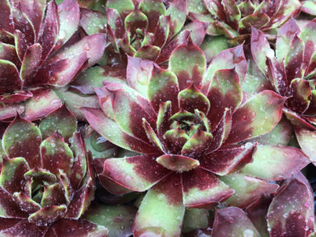 Sempervivum 'Killer' - World of Succulents