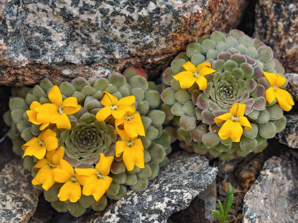 Viola coronifera