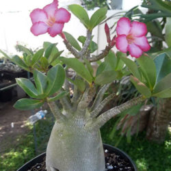 Adenium arabicum (Desert Rose) - World of Succulents