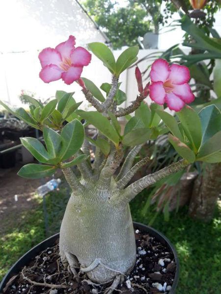 Adenium arabicum (Desert Rose) - World of Succulents