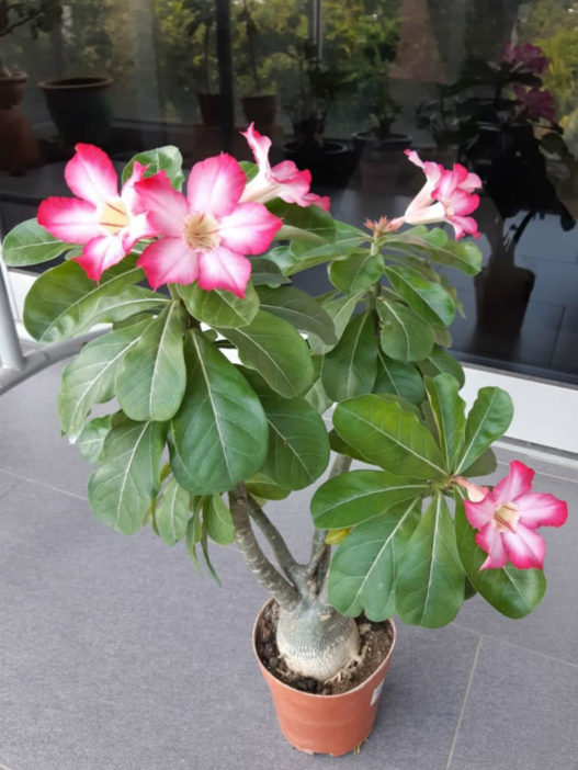 Adenium arabicum (Desert Rose) - World of Succulents