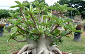 Adenium arabicum (Desert Rose) Adenium arabicum (Desert Rose)