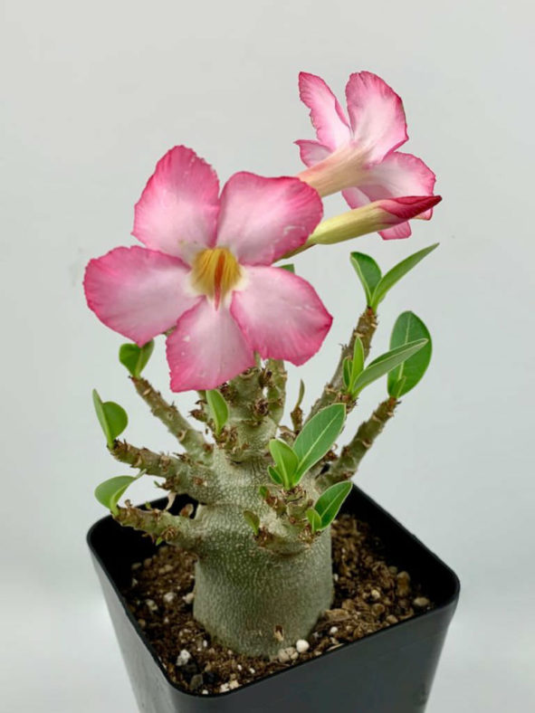 Adenium arabicum (Desert Rose)