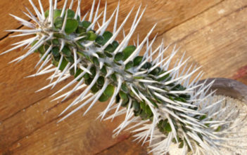 Alluaudia montagnacii Alluaudia montagnacii