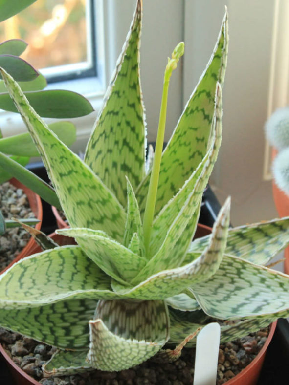 Aloe rauhii 'Demi'