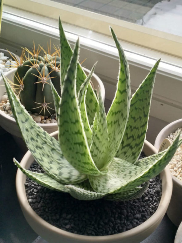 Aloe rauhii 'Demi'