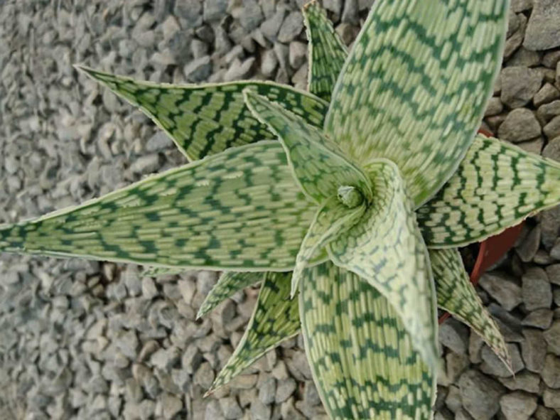 Aloe rauhii 'Demi'