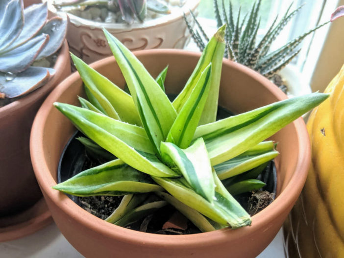 Alworthia 'Black Gem' f. variegata