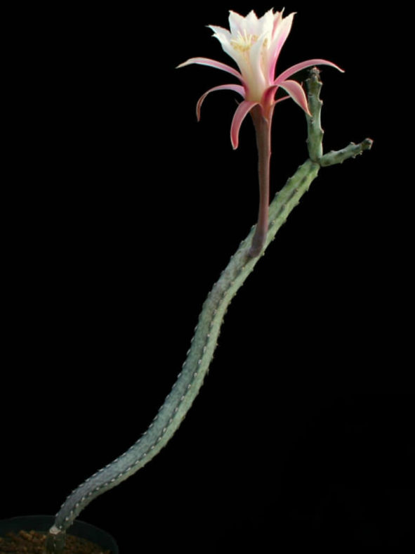 Cereus spegazzinii (Moonlight Cactus) aka Monvillea spegazzinii