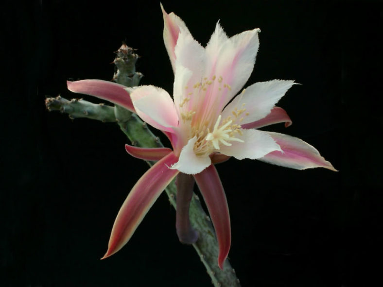 Cereus spegazzinii (Moonlight Cactus) aka Monvillea spegazzinii