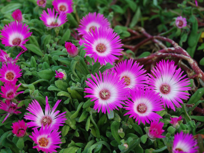 Cleretum bellidiforme (Livingstone Daisy)