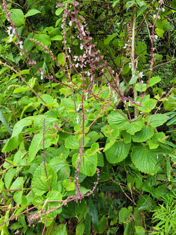 Coleus hadiensis (Vicks Plant) aka Plectranthus hadiensis