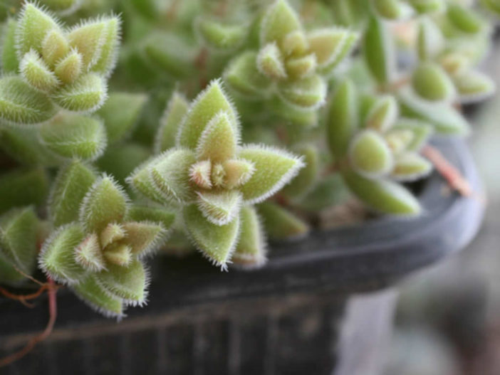 Crassula lanuginosa - World of Succulents