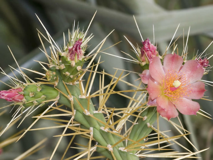 Cylindropuntia hystrix