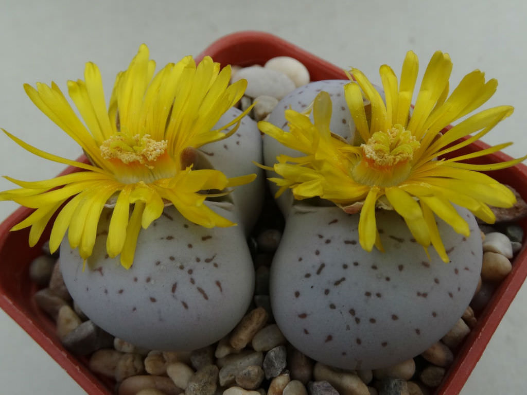 Dinteranthus vanzylii - World of Succulents