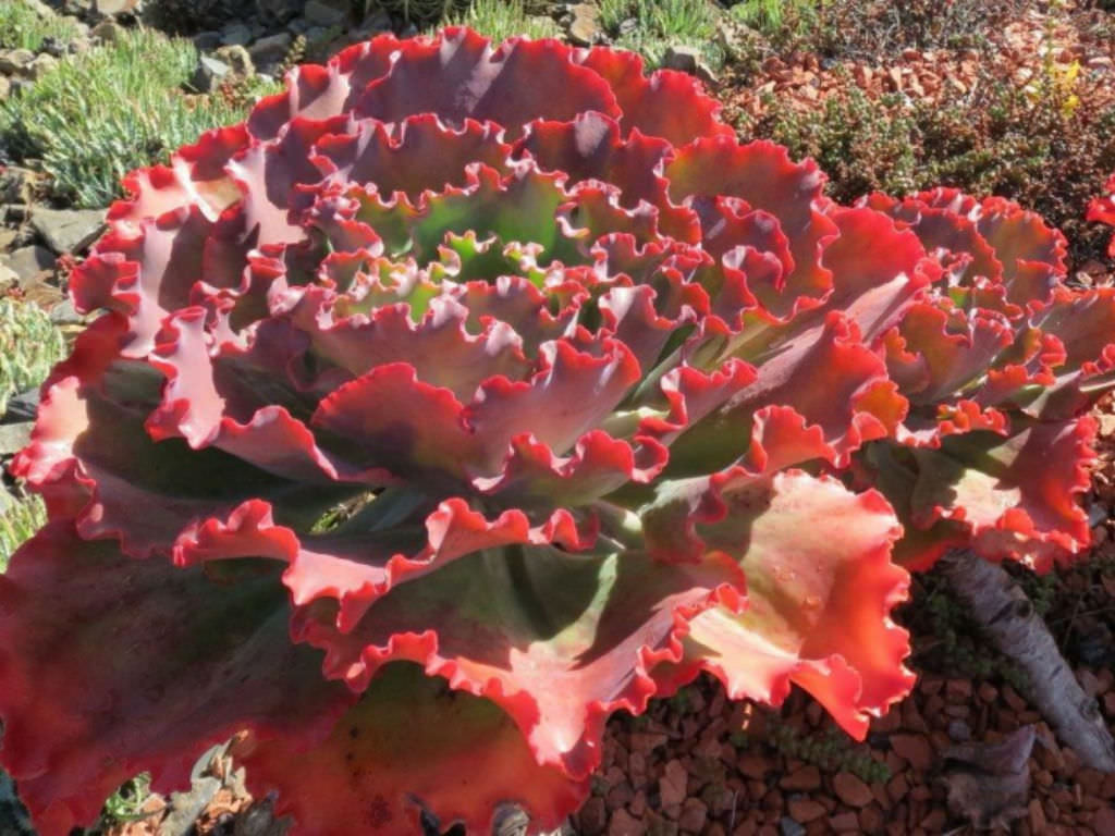Echeveria 'Zorro' - World of Succulents