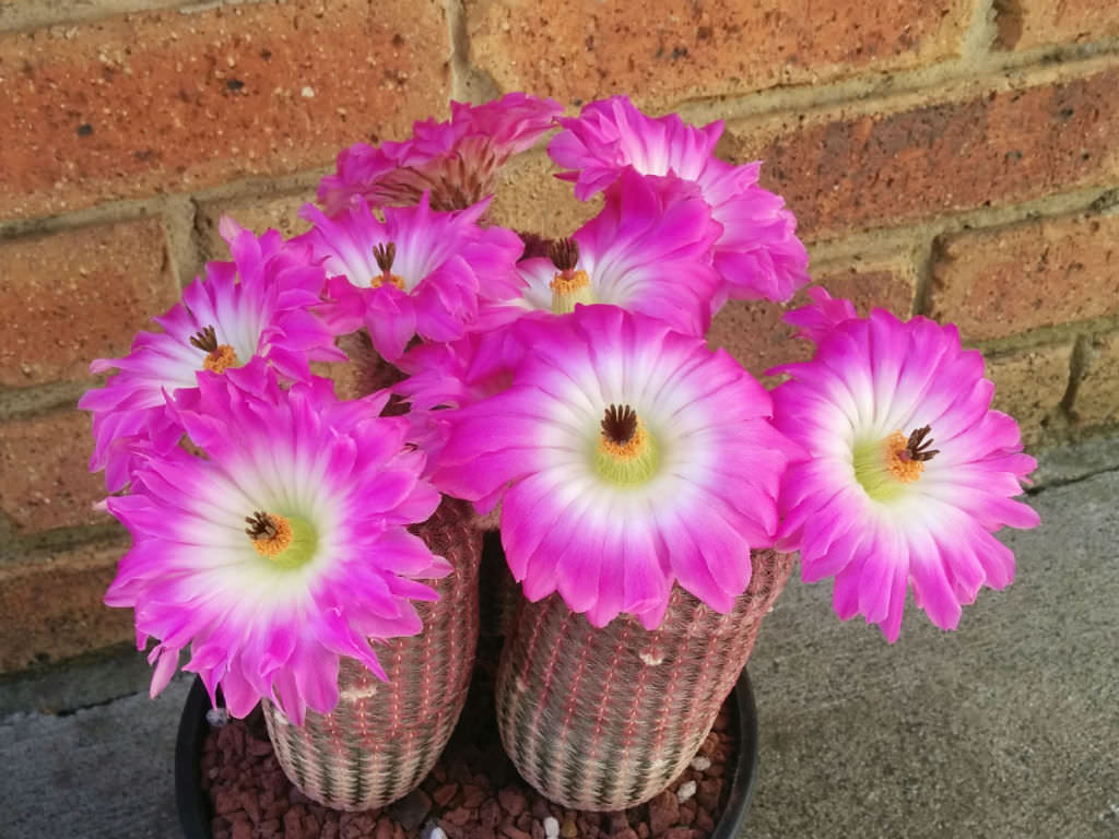 Echinocereus rigidissimus subsp. rubispinus (Regenbogen-Igelkaktus)