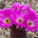 Echinocereus rigidissimus subsp. rubispinus (Rainbow Hedgehog Cactus)