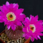 Echinocereus rigidissimus subsp. rubispinus (Rainbow Hedgehog Cactus)