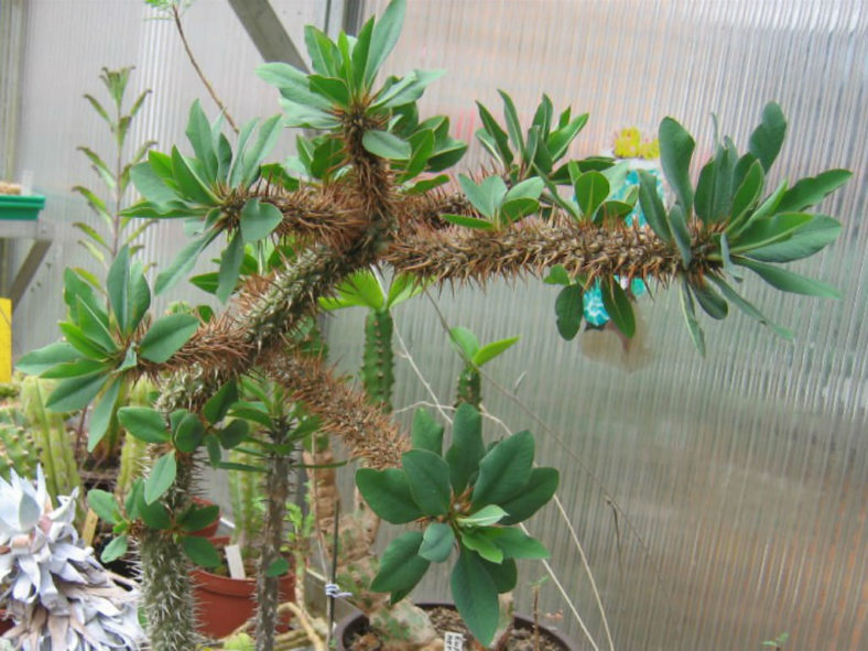 Euphorbia didiereoides