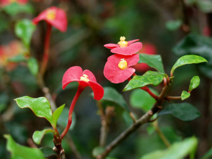 Euphorbia geroldii (Thornless Crown of Thorns)