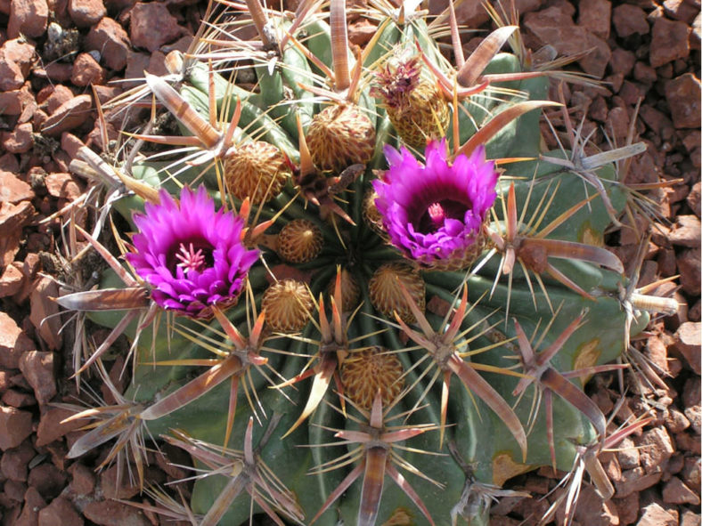 Ferocactus latispinus (Devil's Tongue Barrel Cactus)