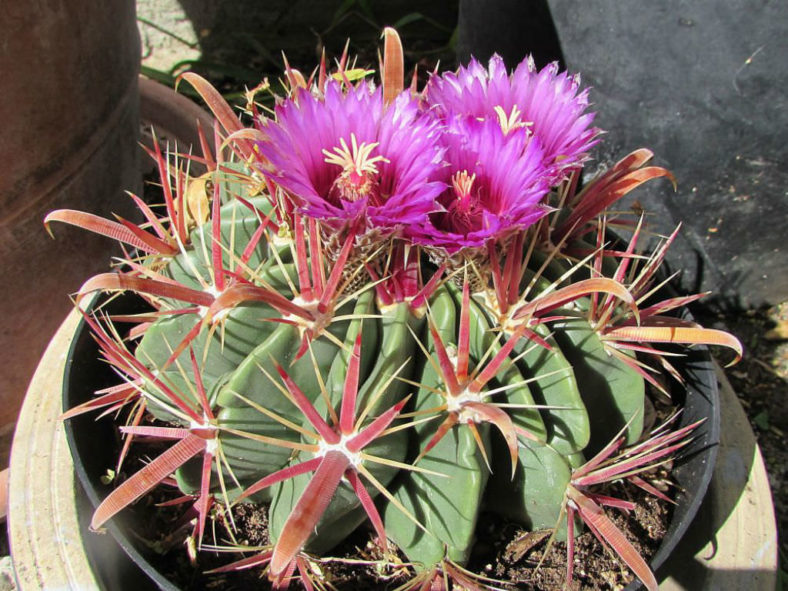 Ferocactus latispinus (Devil's Tongue Barrel Cactus)