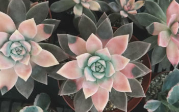 Graptopetalum paraguayense f. variegata (Variegated Ghost Plant) Graptopetalum paraguayense f. variegata (Variegated Ghost Plant)
