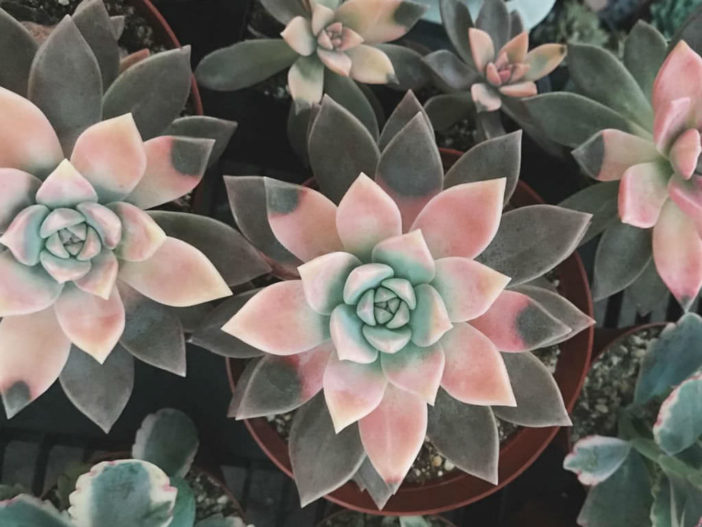 Graptopetalum paraguayense f. variegata (Variegated Ghost Plant)