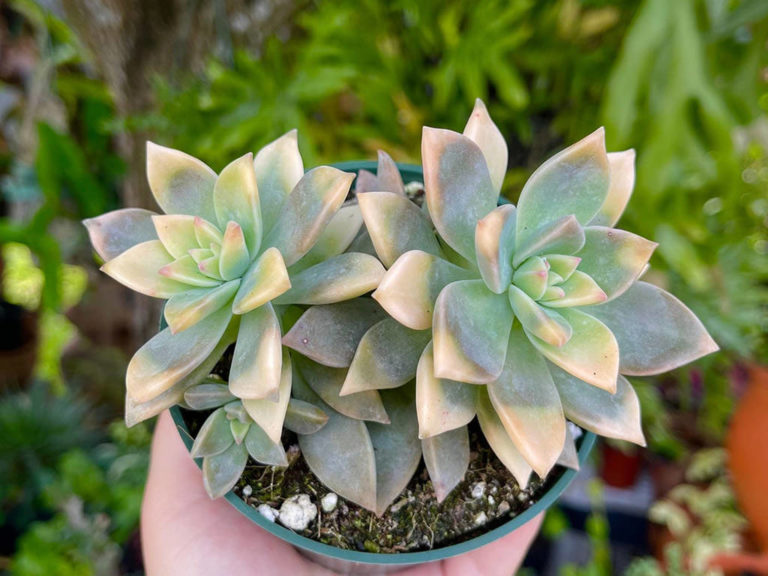 Graptopetalum paraguayense 'Variegatum' - World of Succulents