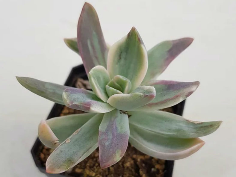 ×Graptoveria 'Fred Ives Variegata'