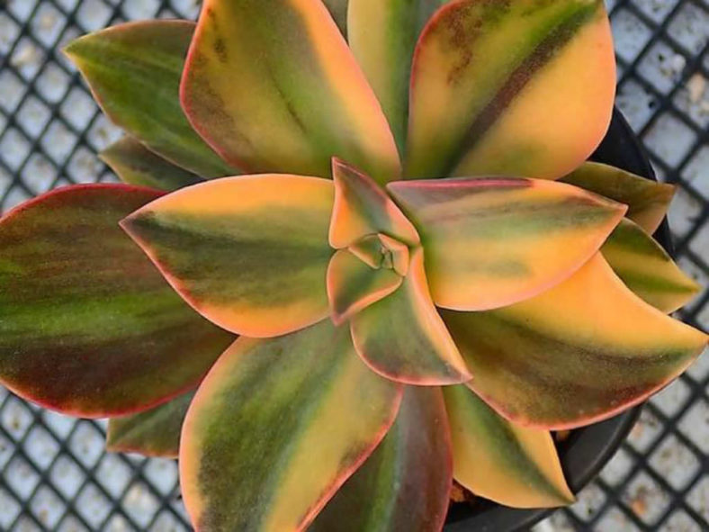 ×Graptoveria 'Fred Ives Variegata'