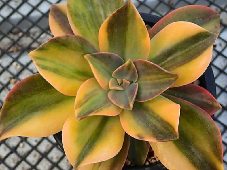 ×Graptoveria 'Fred Ives Variegata'